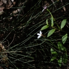 Lobelia purpurascens (White Root) at - 18 Apr 2020 by Boobook38