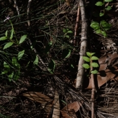 Lobelia purpurascens at Exeter - 18 Apr 2020 01:33 PM