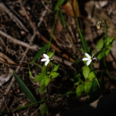Lobelia purpurascens at Exeter - 18 Apr 2020 01:33 PM