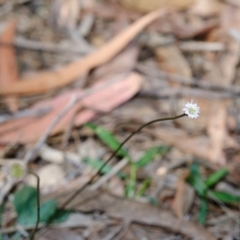 Lagenophora gracilis (Slender Lagenophora) at Wingecarribee Local Government Area - 18 Apr 2020 by Boobook38