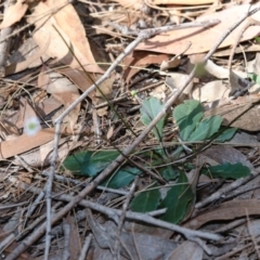 Lagenophora gracilis at Exeter - 18 Apr 2020 12:24 PM