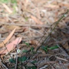 Lagenophora gracilis at Exeter - 18 Apr 2020 12:24 PM