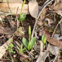 Ophioglossum lusitanicum (Adder's Tongue) at Hackett, ACT - 19 Apr 2020 by petersan