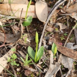 Ophioglossum lusitanicum at Hackett, ACT - 20 Apr 2020