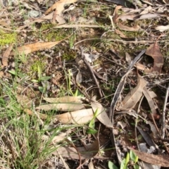 Ophioglossum lusitanicum at Hackett, ACT - 20 Apr 2020 08:31 AM