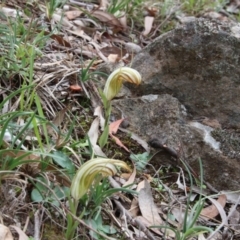 Diplodium truncatum (Little Dumpies, Brittle Greenhood) at Mount Majura - 19 Apr 2020 by petersan