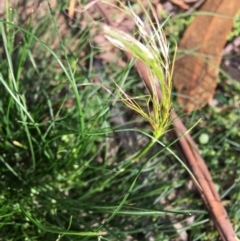 Austrostipa scabra (Corkscrew Grass, Slender Speargrass) at Hughes Grassy Woodland - 20 Apr 2020 by KL