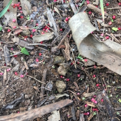 Einadia nutans subsp. nutans (Climbing Saltbush) at Hughes Grassy Woodland - 20 Apr 2020 by KL