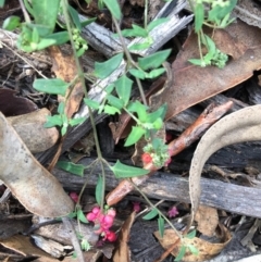 Einadia nutans subsp. nutans at Hughes, ACT - 20 Apr 2020