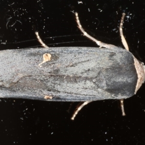 Proteuxoa cinereicollis at Ainslie, ACT - 18 Apr 2020