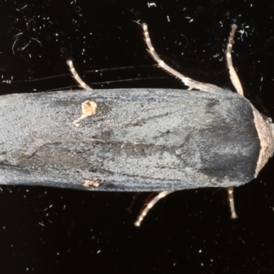 Proteuxoa cinereicollis (A noctuid or owlet moth) at Ainslie, ACT - 18 Apr 2020 by jbromilow50