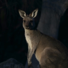 Macropus giganteus (Eastern Grey Kangaroo) at Mount Ainslie - 18 Apr 2020 by jbromilow50