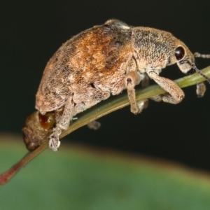 Gonipterus sp. (genus) at Dunlop, ACT - 25 Mar 2013 01:39 PM