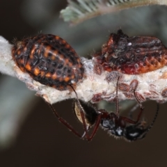 Icerya acaciae (Acacia mealy bug) at West Belconnen Pond - 26 Apr 2013 by Bron