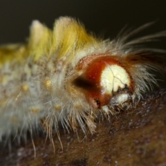 Lepidoptera unclassified IMMATURE (caterpillar or pupa or cocoon) at Dunlop, ACT - 26 Apr 2013 by Bron