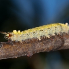 Lepidoptera unclassified IMMATURE at Dunlop, ACT - 26 Apr 2013 11:38 AM