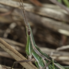 Acrida conica (Giant green slantface) at West Belconnen Pond - 26 Apr 2013 by Bron