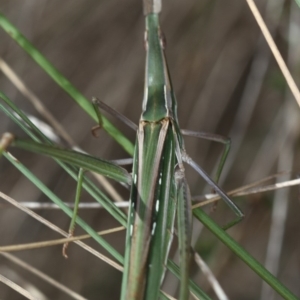 Acrida conica at Dunlop, ACT - 26 Apr 2013