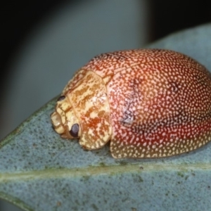 Paropsis atomaria at Dunlop, ACT - 26 Apr 2013