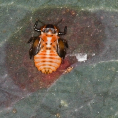 Cardiaspina albitextura (White Lace Lerp) at West Belconnen Pond - 26 Apr 2013 by Bron