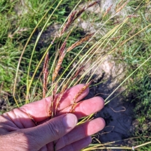 Sorghum leiocladum at Stromlo, ACT - 17 Apr 2020