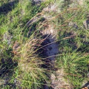 Sorghum leiocladum at Stromlo, ACT - 17 Apr 2020