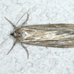 Ciampa arietaria (Brown Pasture Looper Moth) at Ainslie, ACT - 15 Apr 2020 by jb2602