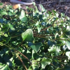 Einadia hastata (Berry Saltbush) at Mount Ainslie - 18 Apr 2020 by WalterEgo