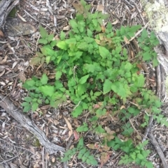 Berberis aquifolium (Oregon Grape) at Majura, ACT - 13 Apr 2020 by WalterEgo