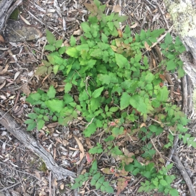 Berberis aquifolium (Oregon Grape) at Majura, ACT - 12 Apr 2020 by WalterEgo