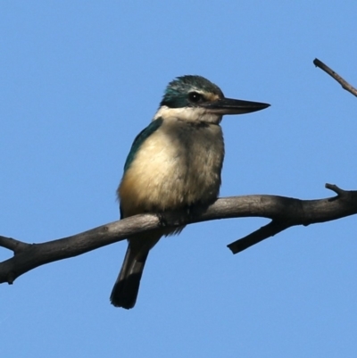 Todiramphus sanctus (Sacred Kingfisher) at Jerrabomberra Wetlands - 14 Apr 2020 by jb2602