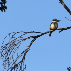 Todiramphus sanctus at Fyshwick, ACT - 15 Apr 2020