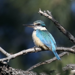 Todiramphus sanctus at Fyshwick, ACT - 15 Apr 2020