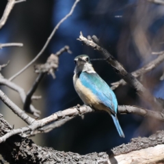 Todiramphus sanctus at Fyshwick, ACT - 15 Apr 2020