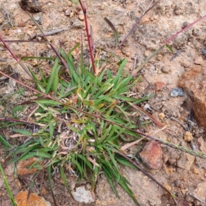 Bothriochloa macra at Calwell, ACT - 20 Apr 2020