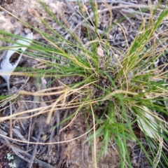 Unidentified Plant at Calwell, ACT - 20 Apr 2020 by ChrisHolder