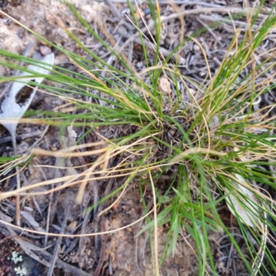 Unverified Plant at Calwell, ACT - 20 Apr 2020 by ChrisHolder