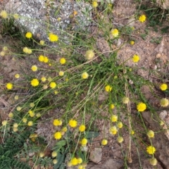 Calotis lappulacea (Yellow Burr Daisy) at Calwell, ACT - 20 Apr 2020 by ChrisHolder