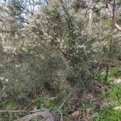 Bursaria spinosa subsp. lasiophylla (Australian Blackthorn) at Tuggeranong Hill - 20 Apr 2020 by ChrisHolder