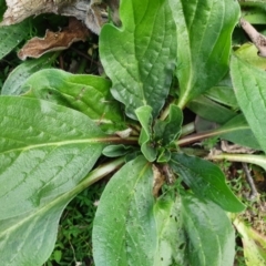 Echium plantagineum (Paterson's Curse) at Tuggeranong Hill - 20 Apr 2020 by ChrisHolder