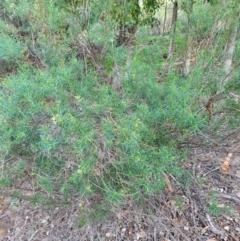 Cassinia quinquefaria (Rosemary Cassinia) at Tuggeranong Hill - 20 Apr 2020 by ChrisHolder