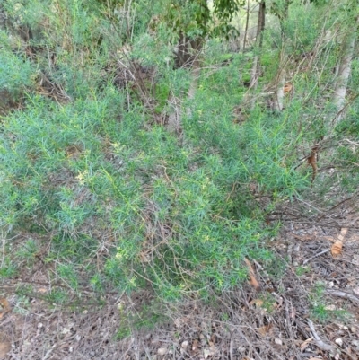 Cassinia quinquefaria (Rosemary Cassinia) at Tuggeranong Hill - 20 Apr 2020 by ChrisHolder