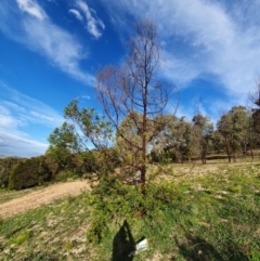 Acacia sp. (A Wattle) at Calwell, ACT - 20 Apr 2020 by ChrisHolder