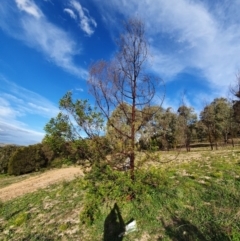 Acacia sp. at Tuggeranong Hill - 20 Apr 2020 by ChrisHolder