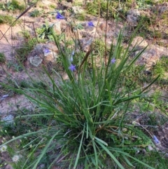 Lomandra (genus) (A Matrush) at Calwell, ACT - 20 Apr 2020 by ChrisHolder