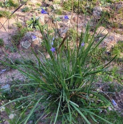 Lomandra (genus) (A Matrush) at Calwell, ACT - 20 Apr 2020 by ChrisHolder