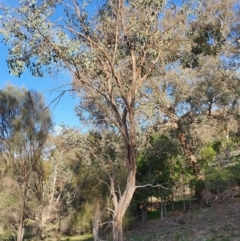 Eucalyptus nortonii (Mealy Bundy) at Tuggeranong Hill - 20 Apr 2020 by ChrisHolder