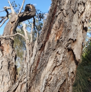 Eucalyptus nortonii at Tuggeranong Hill - 20 Apr 2020