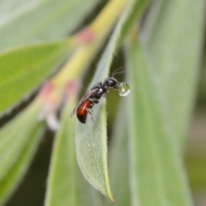 Hylaeus (Prosopisteron) littleri at Evatt, ACT - 6 Nov 2015