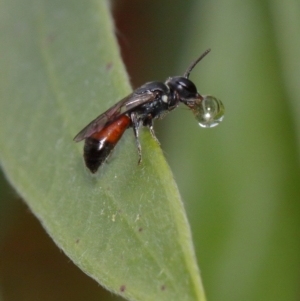 Hylaeus (Prosopisteron) littleri at Evatt, ACT - 6 Nov 2015